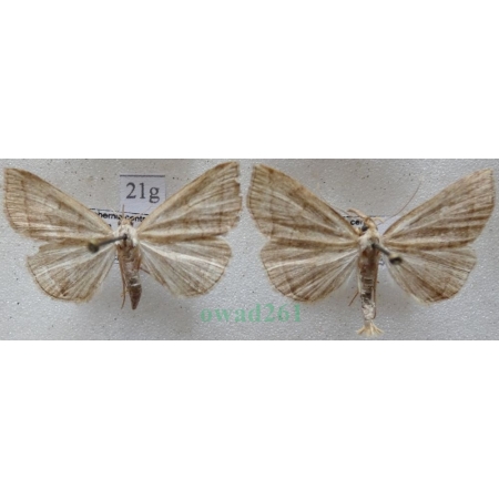 Herminia tarsicrinalis (Knoch, 1782) pair Szczękalica nogobrzeżka Czech21g